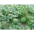开封西瓜代办点 |开封西瓜批发1