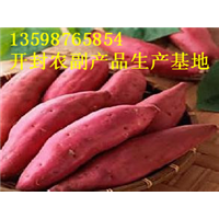 开封红薯批发价格