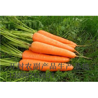 开封红萝卜代办%河南红萝卜代办