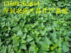 开封红薯代办|开封红薯出售 