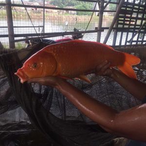 出售红鲤鱼苗、山东红鲤鱼苗、山东鱼苗