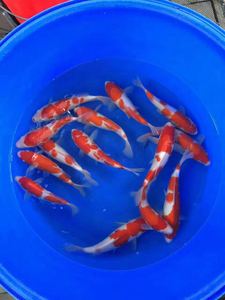 山东锦鱼苗价格、山东锦鱼苗、山东鱼苗
