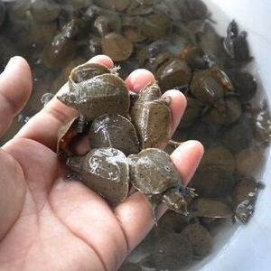 惠州中华鳖鱼苗价格，惠州中华鳖鱼苗批发 
