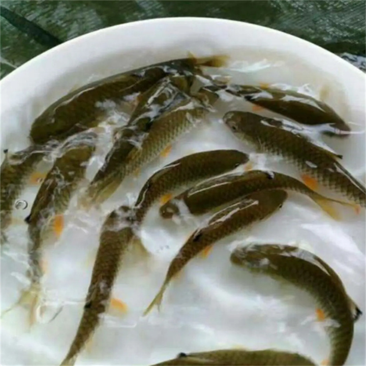 军鱼苗