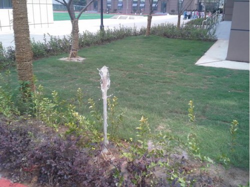 晓庄学院实验小学雨水回用竣工验收出水调试现场