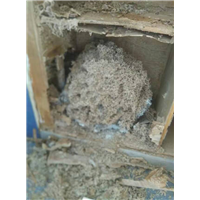 珠海灭螳螂/珠海白蚁防治公司13085824648