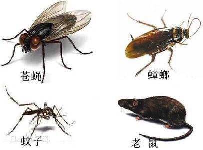 珠海杀虫灭鼠公司13085824648 