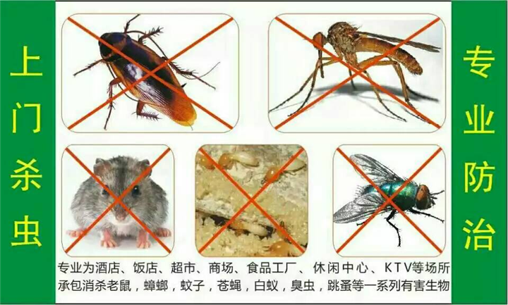 珠海杀虫灭鼠/珠海灭跳蚤13085824648