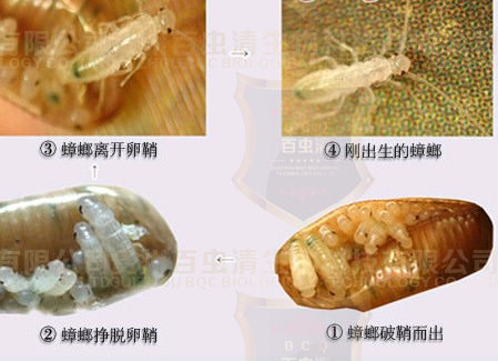 珠海灭蟑螂公司 