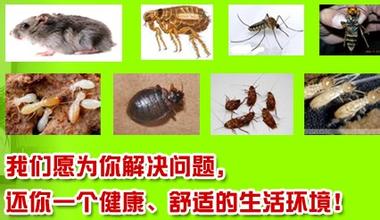 珠海灭跳蚤公司13085824648 