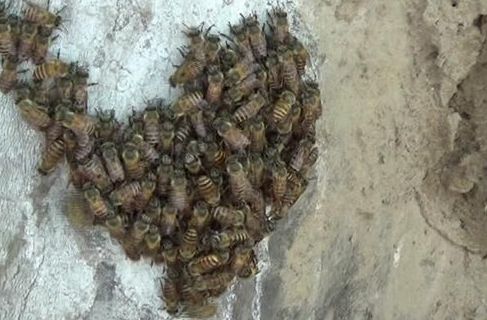 珠海灭蜂_珠海专业摘除马蜂窝