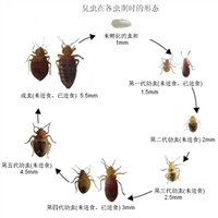 珠海杀臭虫|珠海灭臭虫|珠海臭虫防治