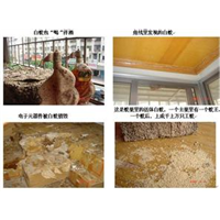 珠海灭白蚁公司电话13085824648 
