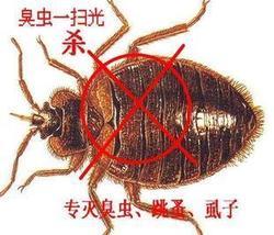 珠海杀螳螂公司 
