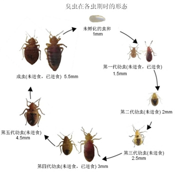 珠海杀臭虫|珠海灭臭虫|珠海臭虫防治