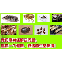 珠海灭跳蚤公司13085824648 