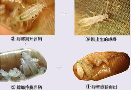 珠海螳螂消杀公司电话13085824648 