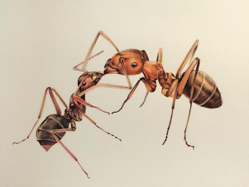 （澳门灭蚂蚁）（澳门杀蚂蚁）