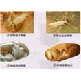 珠海灭蟑螂公司 