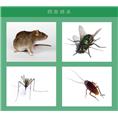 珠海香洲除四害公司 