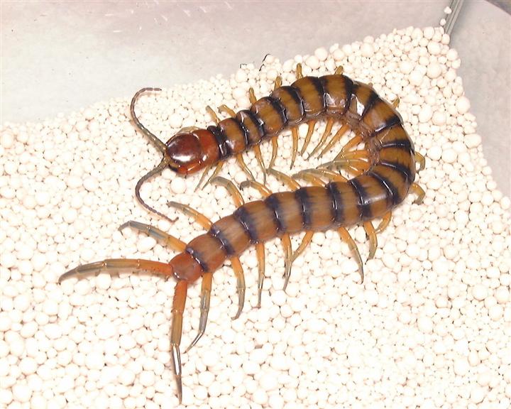 珠海香洲害虫防治 