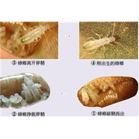 珠海螳螂消杀公司电话13085824648 