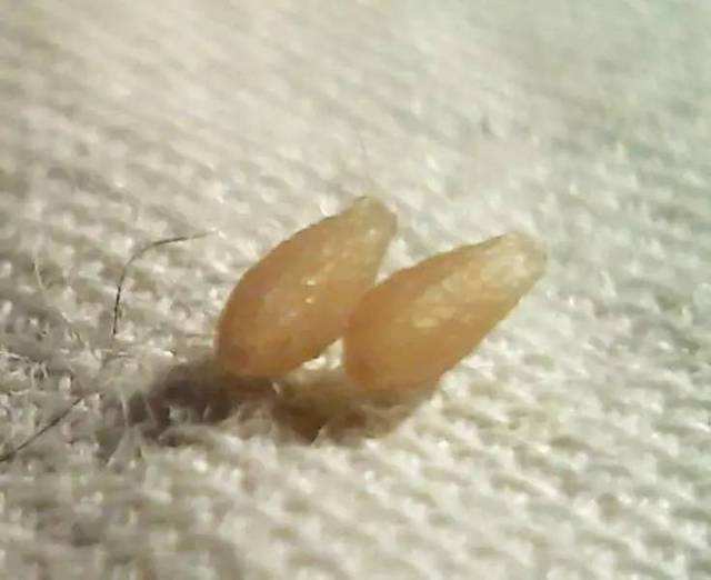 珠海专业的防蛇驱虫灭蜂公司