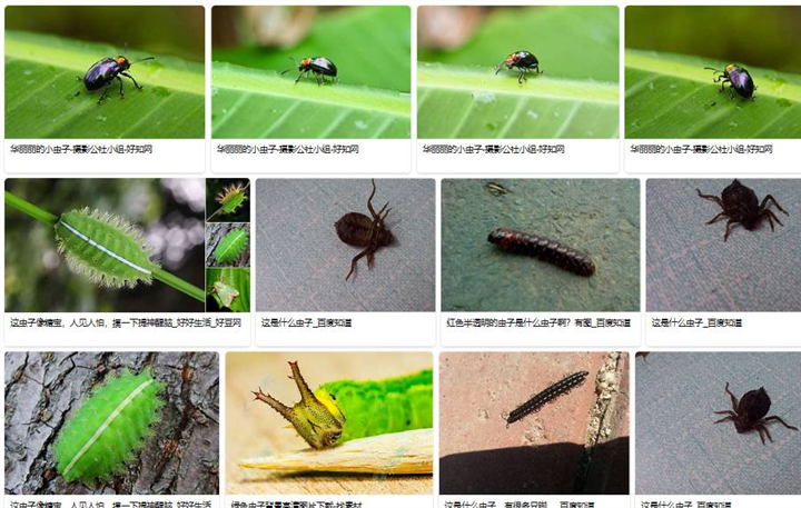 深圳上门杀各类害虫、蚊虫（深圳，香港，惠州，东莞）