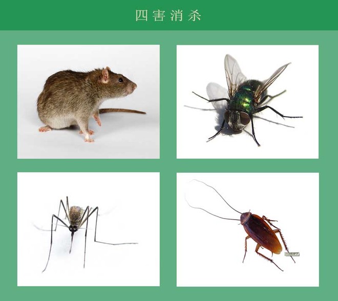 珠海香洲除四害公司 