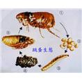 珠海杀跳蚤 