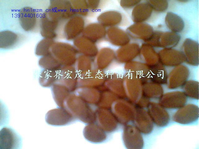 合欢种子 