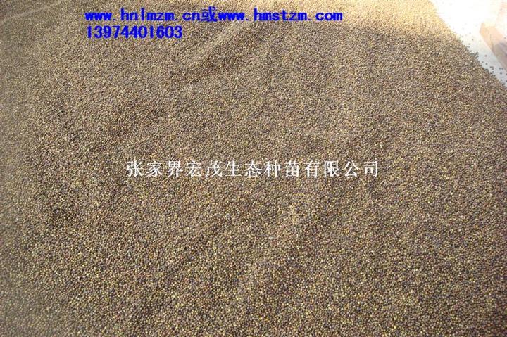 红豆杉种子 