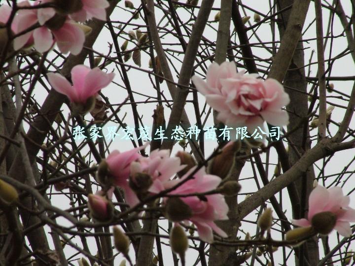 望春玉兰种子 
