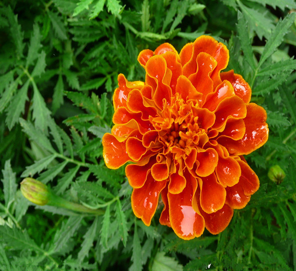 孔雀草花卉种子 
