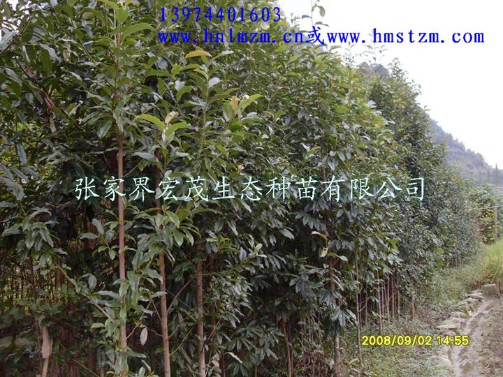 黄心夜合苗木 