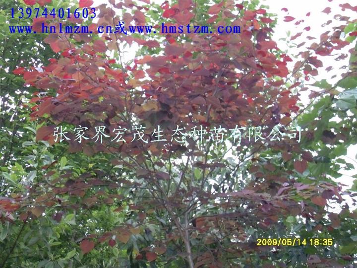 红叶紫荆苗木 