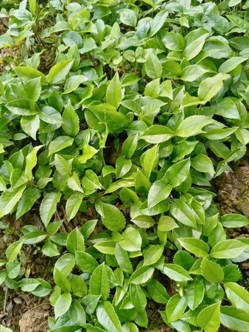 桂花芽苗