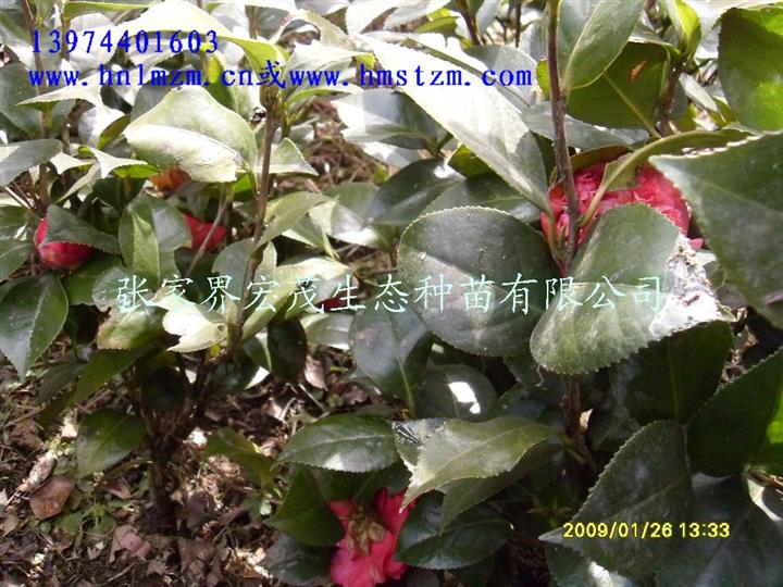 茶花苗木 