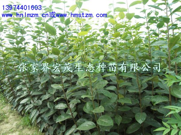 柿子苗木 