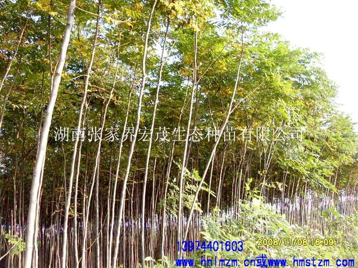 灯笼树苗（黄山栾，摇钱树，栾树） 