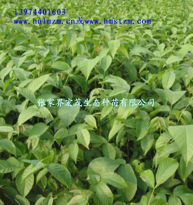 核桃实生苗 