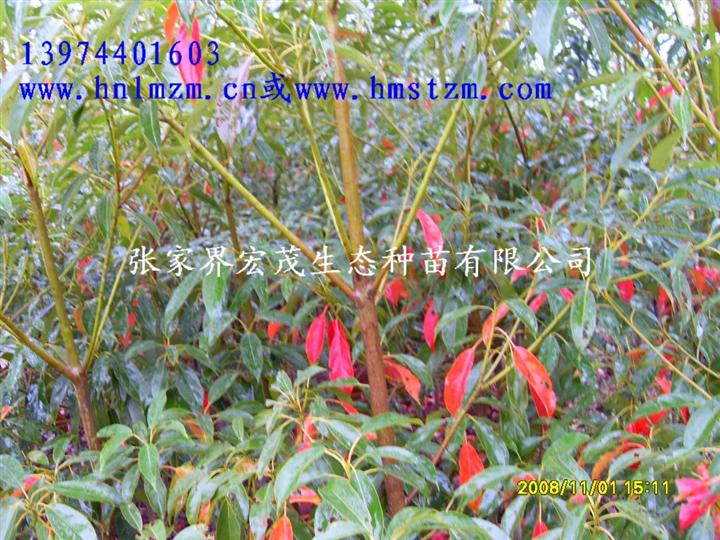 杜英苗木 