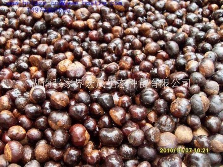 七叶树种子 