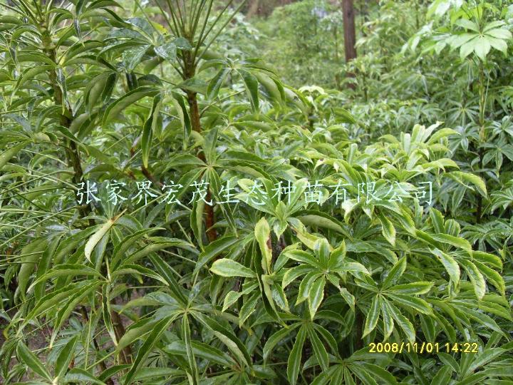 短梗大参实生苗 