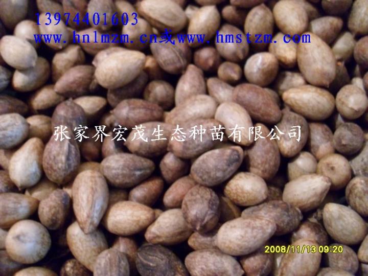 黑壳楠种子 