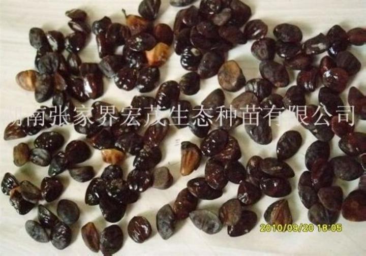黄心夜合种子 