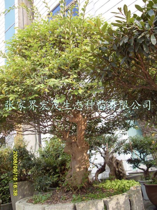 檵木苗木 