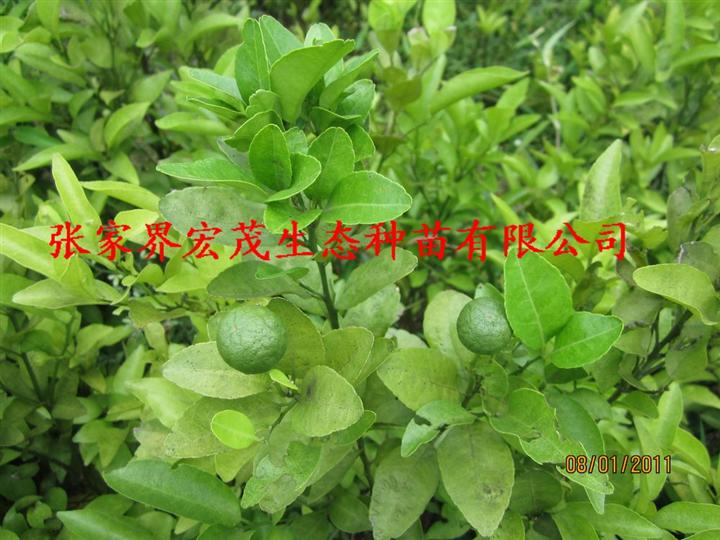 柑橘苗 