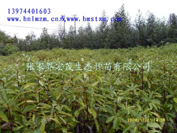 落叶木莲苗木 
