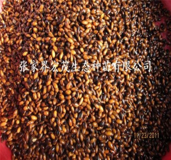 金丝楠种子 